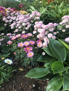 多彩花卉绽放生机