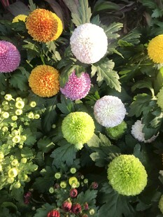 多彩乒乓菊绽放