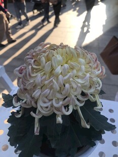 绽放的白色菊花