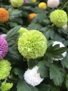 多彩乒乓菊绽放生机