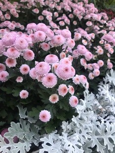 粉色菊花与白色植物