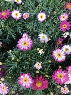 多彩雏菊绽放美丽瞬间