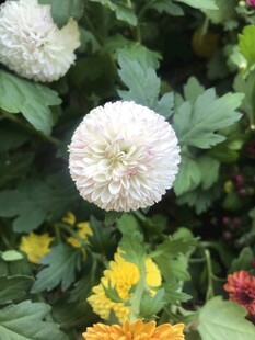 白菊绽放于多彩花丛中