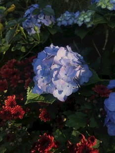 蓝紫绣球与周边花卉