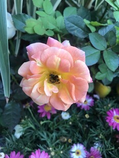 娇艳粉玫瑰与多彩小花