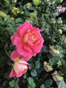 娇艳粉色月季花绽放