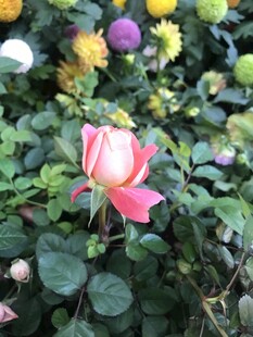 娇艳粉玫瑰绽放