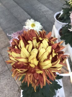 绚丽多彩菊花绽放