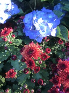 多彩花卉绽放美景