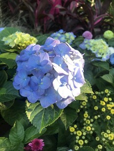 蓝色绣球花绽放