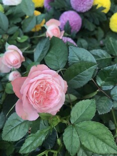 娇艳多彩月季花绽放