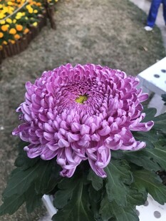 绽放的紫色菊花