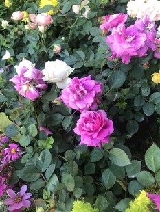 娇艳的盛开玫瑰花