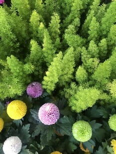 多彩圆球装饰景观