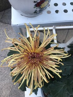 金黄绽放的独特菊花