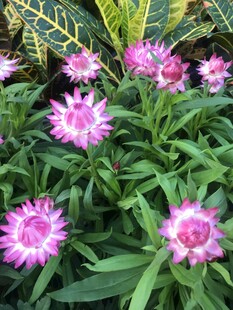 粉色花朵绽放绿叶间