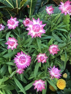 粉色花朵绽放绿叶间