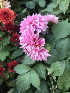 娇艳多彩大丽花绽放