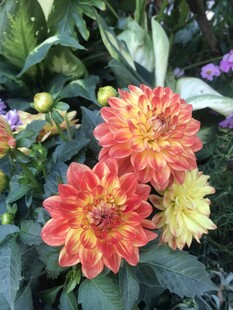 多彩大丽花绽放