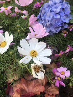 多彩花卉绽放于绿地间