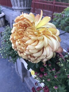 大朵金黄菊花绽放