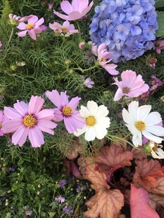 多彩花卉绽放于绿意间