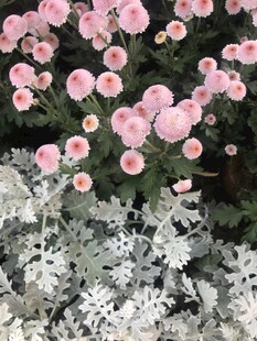粉色小花与银叶植物