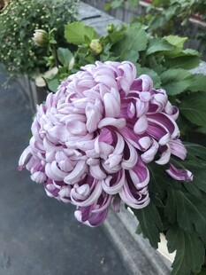 紫白相间菊花