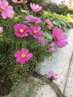 娇艳波斯菊绽放