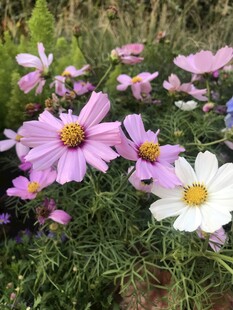 美丽格桑花绽放于草地