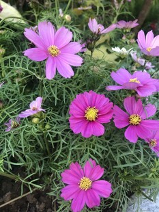 娇艳波斯菊绽放