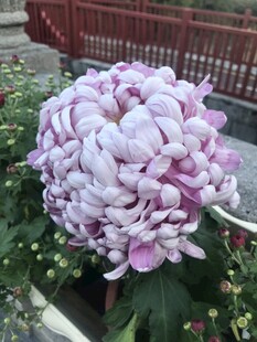 粉白相间的美丽牡丹花