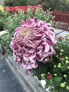 娇艳紫菊绽放于花丛中