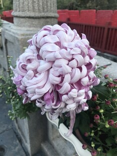 紫白相间繁花造型景观