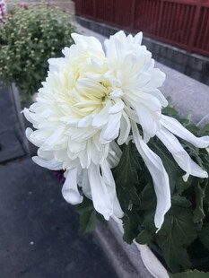 大朵菊花