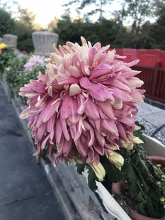 娇艳绽放的粉色菊花