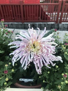 美丽绽放的粉色菊花