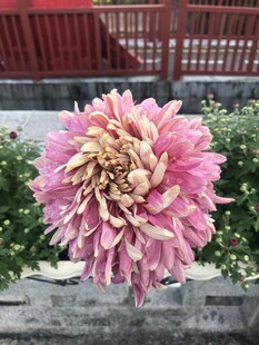 娇艳大丽花绽放