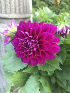 艳丽紫大丽花绽放