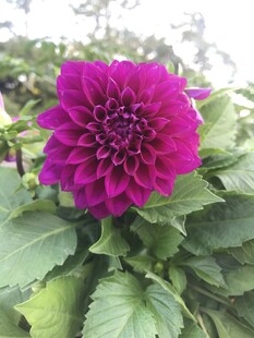 艳丽大丽花绽放