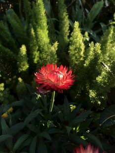 绿叶丛中艳丽红花