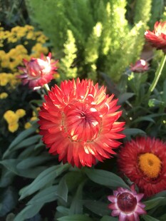 多彩艳丽花卉绽放