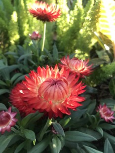 艳丽麦秆菊绽放