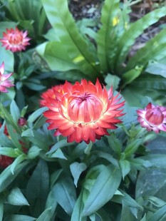 艳丽多彩花朵绽放