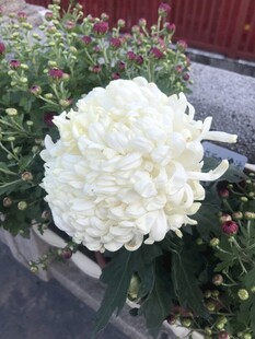 白色绣球花绽放