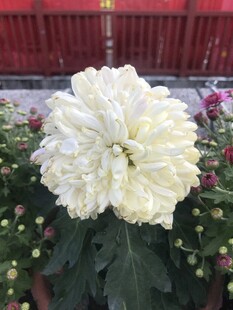 硕大白菊花绽放