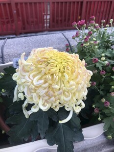 盛开的黄色菊花