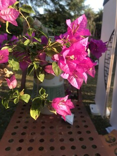 娇艳三角梅绽放于户外