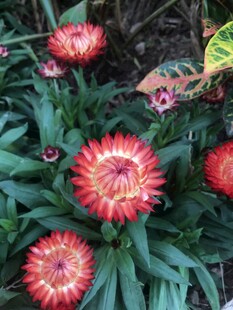 鲜艳麦秆菊绽放绿叶间