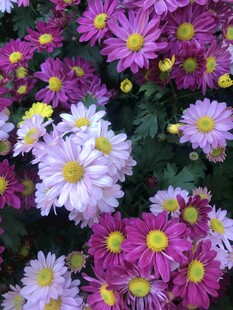 多彩小菊花绽放